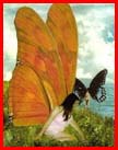 butterflyhill