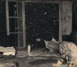 Cat At Window