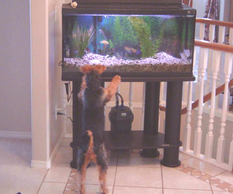 Sadie-Fish