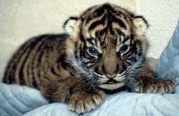 World Wild Life fun pages, but don't stop there, go surf this site too