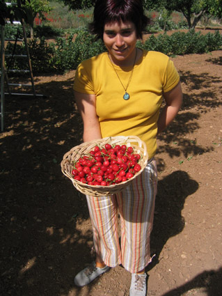 Cerezas.jpg (64008 bytes)