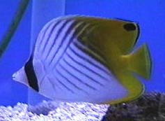 Chaetodon auriga