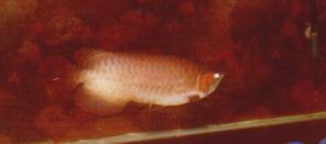 a16.jpg (5183 bytes)