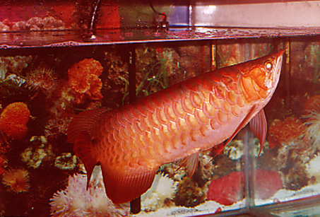 na3.jpg (108574 bytes)