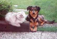 Tika de hond en Pengo de poes