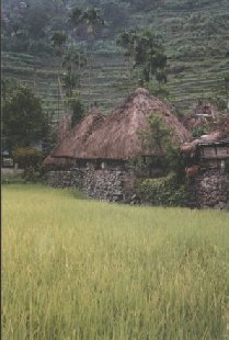 batag-nipahut.jpg (18364 bytes)
