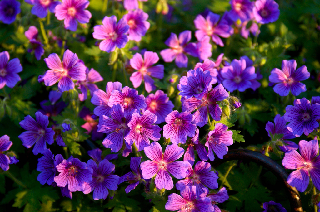 Pretty Flowers