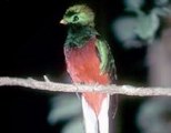 quetzal.jpg