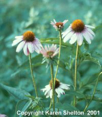 Echinacea Purprurea, Purple Coneflower