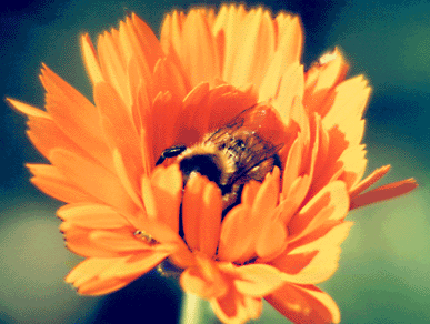 Calendula officinalis
