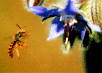 Borago officinalis