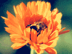 Label from my "Calendula Oil"