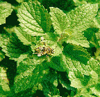 Melissa officinalis