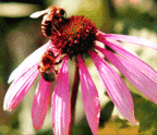 Echinacea purpurea