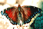 Click to enlarge photo.