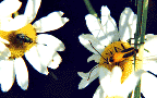 Clickto enlarge