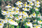 Matricaria recutita