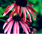 Label from my "Echinacea Tincture"