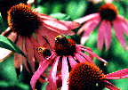 Echinacea purpurea