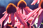 Echinacea purpurea
