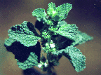 Marrubium vulgare