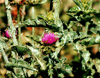 Silybum marianum