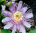 Passiflora incarnata