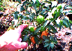 Caribbean Red Habanero