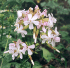 Saponaria officinalis