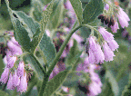 Symphytum officinale