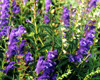 Scutellaria baicalensis