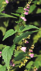 Scutellaria lateriflora
