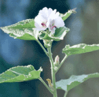 Althaea officinalis