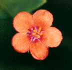 Anagallis arvensis