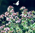 Origanum vulgare