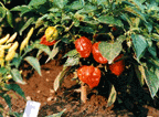 Caribbean Red Habanero