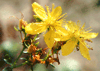 Hypericum perforatum