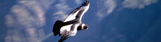 Vuelo del Condor