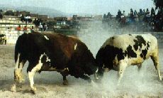 pelea de toros