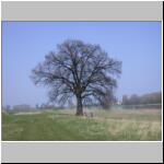 Fruehlin029.JPG