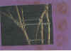 tiedup_pc.jpg (42617 bytes)