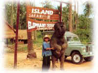 Trained Elephant