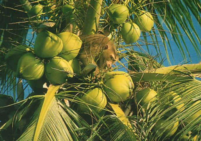 coconut and monky