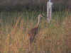 camp1.JPG (107228 bytes)