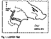 calci1.gif (7222 bytes)