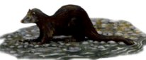 Hufflepuff