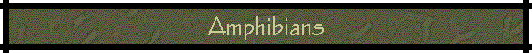 Amphibians