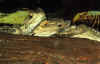 cosmodarius.jpg (77750 bytes)