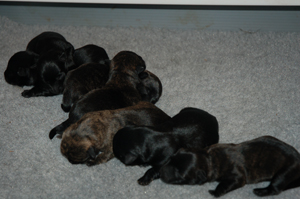 Puppies-April 2009