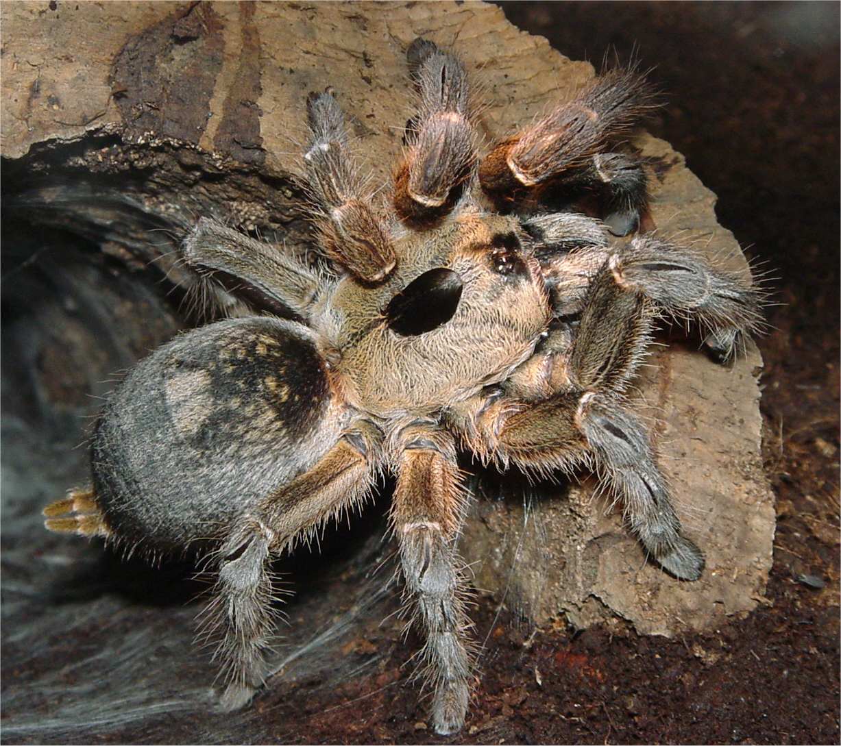 Ceratogyrusbrachycephalus.page